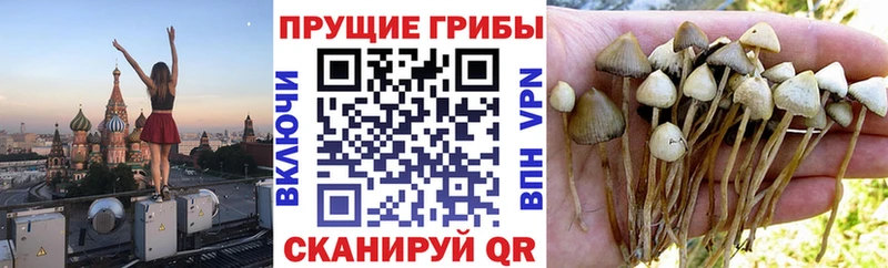 кракен сайт  Пудож  Галлюциногенные грибы Psilocybe 